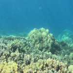 Coral Reef On Maui