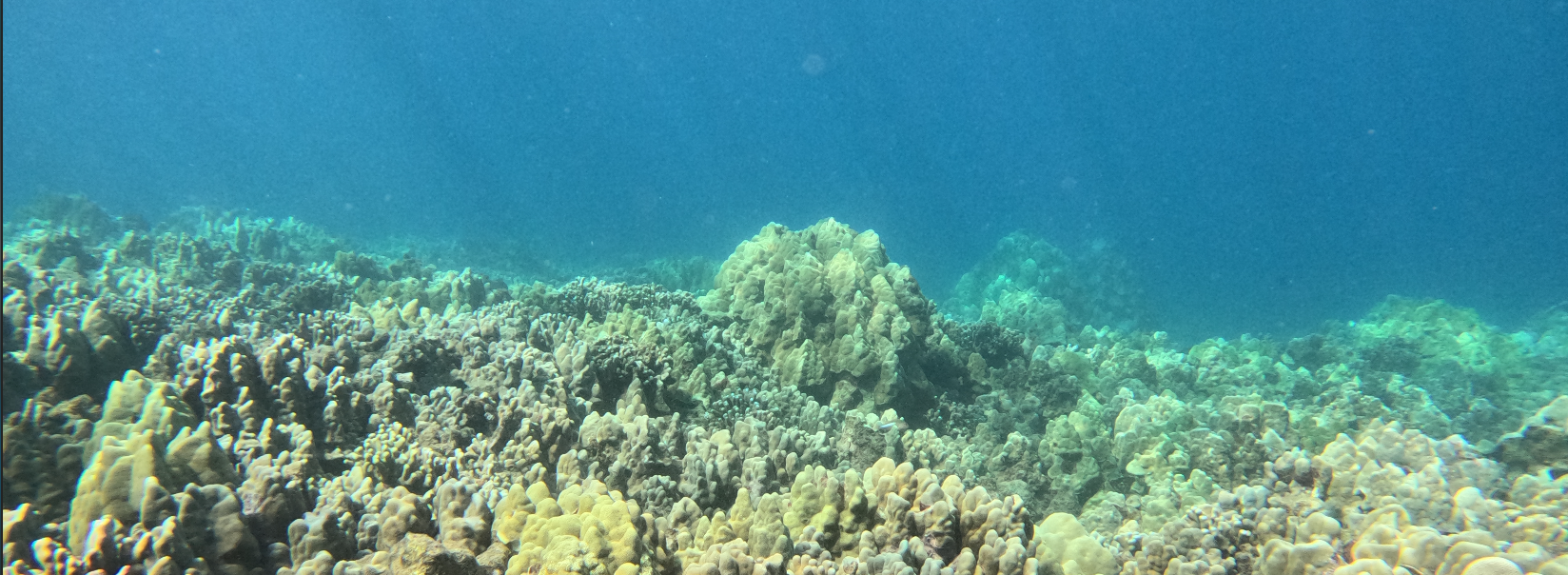 Coral Reef On Maui