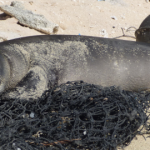 Hawaiian monk seal on a Net