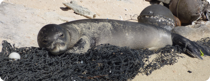 Hawaiian monk seal on a Net