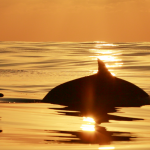 Dolphins at sunset