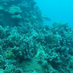 Maui Reefs