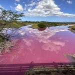Pink water at Kealia Pond in November 2023.
