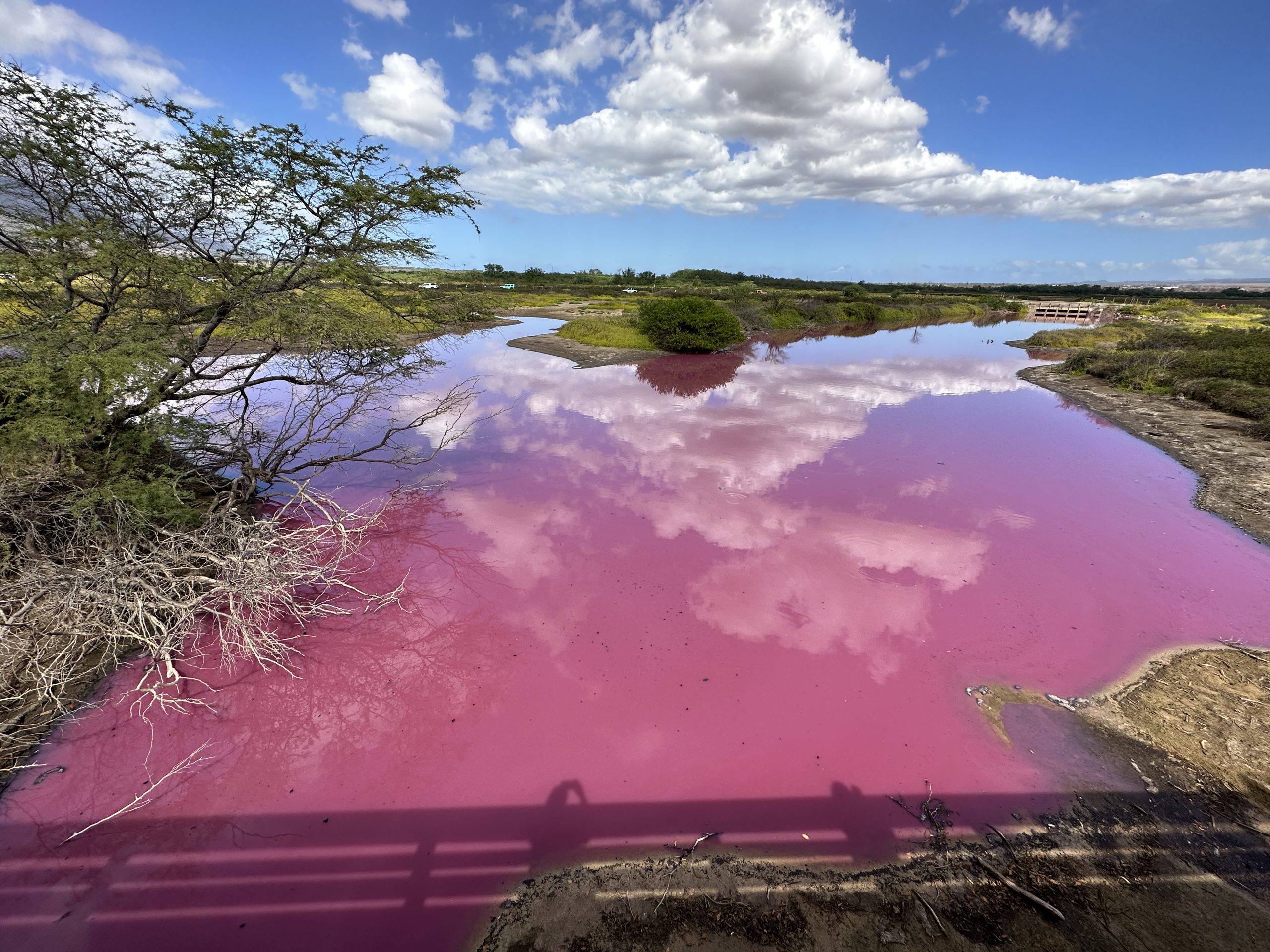 Pink water at Kealia Pond in November 2023.