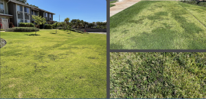 Property that uses conventional landscaping chemicals with lawn weeds and unhealthy growth
