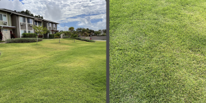 Property that uses reef-safe landscaping shows dramatic decrease in lawn weeds and increase in healthy growth