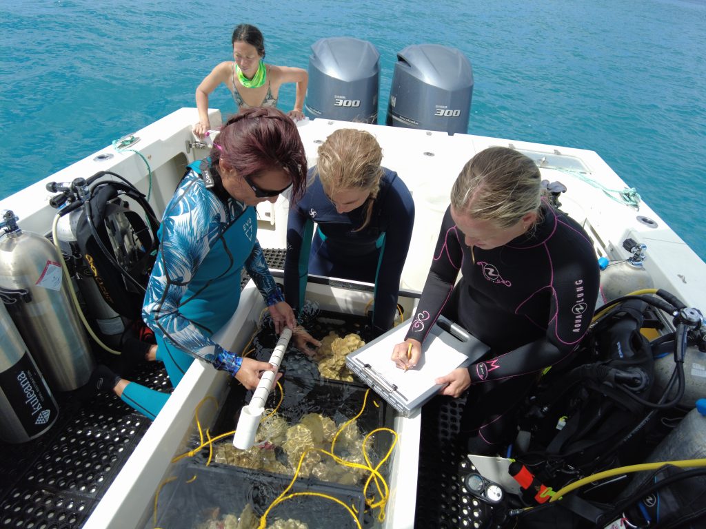 Maui Nui Marine Resource Council staff on a boat assessing corals of opportunity.