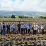 Guests view a parcel of land at Maui Gold Pineapple's Reef-Friendly Landscaping test plot.