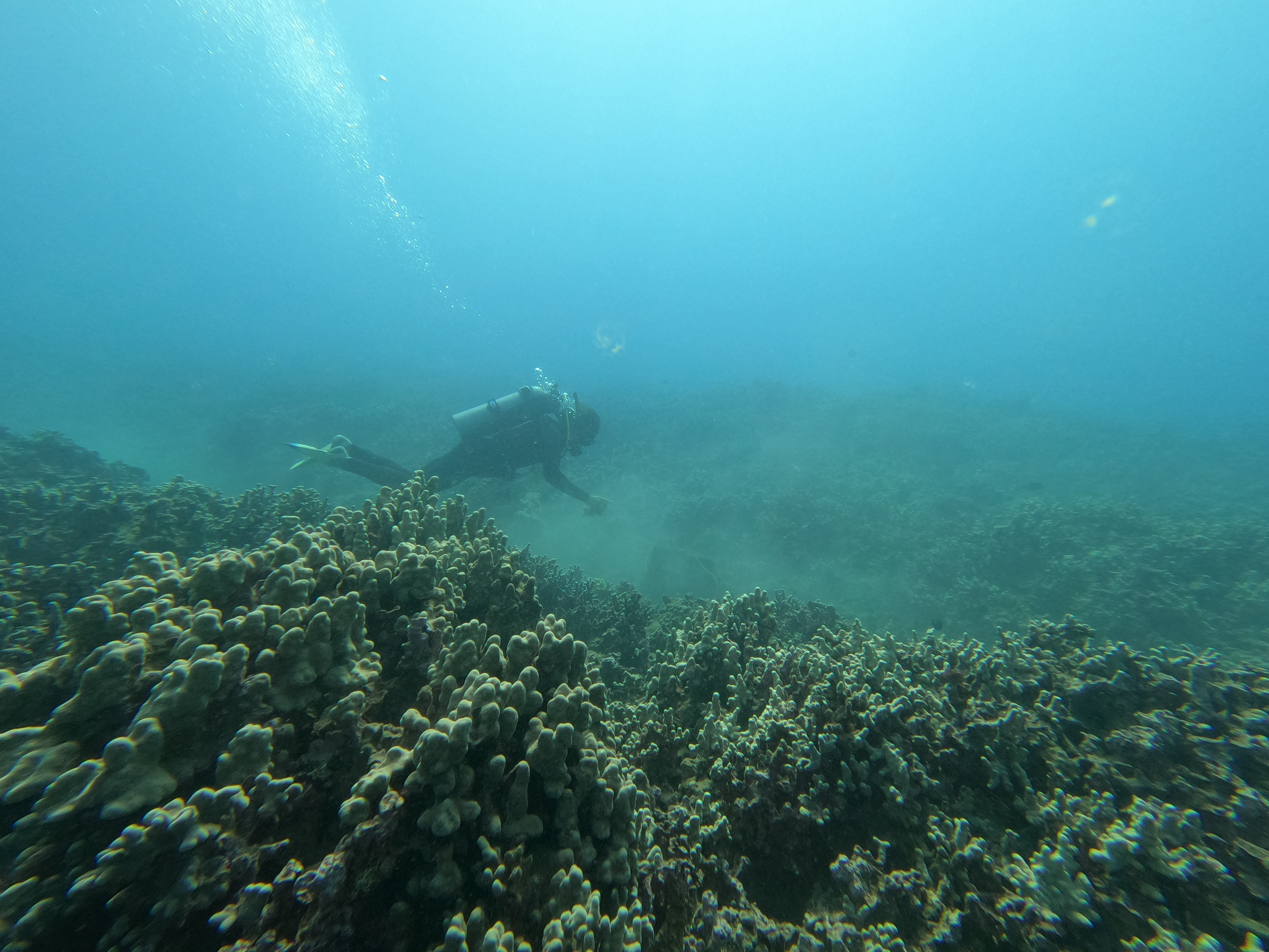 MNMRC Diver explores a reef in South Maui. Diver explores a reef in South Maui.