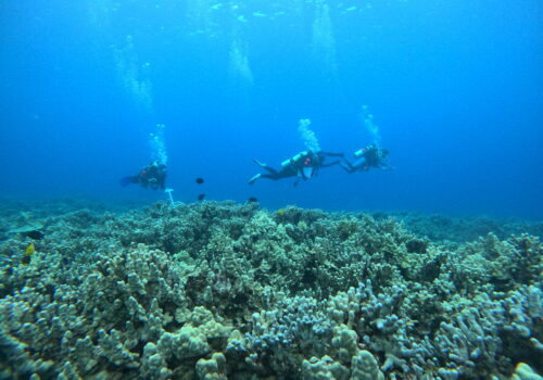 Three divers swim over the coral reef in Oneuli.