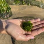 A close up iamge of a volunteer holding a clump of algae in the palm of their hand.