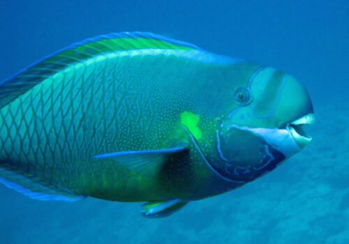 Uhu - Chlorurus perspicillatus