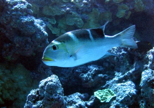 Mu - Bigeye Emperor - Monotaxis grandoculus