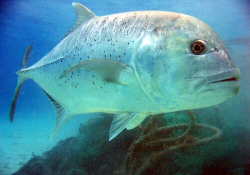 Ulua - Caranx ignobilis - Giant Trevally