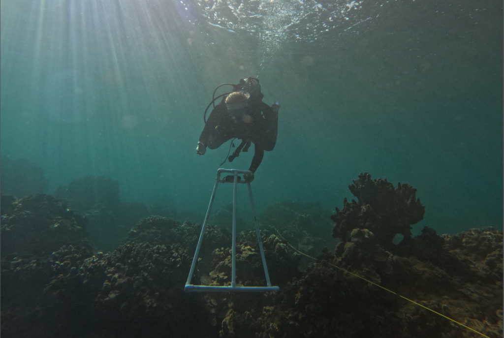 A dive captures images of the coral reef for later analysis to measure coral health at Mai Poina on Maui, Hawaii
