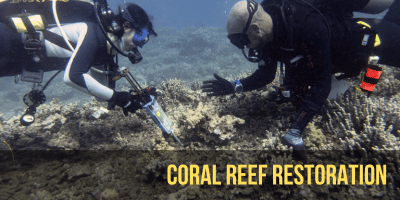 Community-based Coral Restoration Areas (CBCRAs) allow us to use our techincal expertise to protect and recover degraded coral areas in collaboration with the people that depend on them.