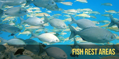 Fish replenishment areas or fish rest areas allow fish broodstock to recover and seed areas beyond their borders increasing the size and numbers of fish available to lawai'a (fishermen).