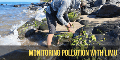 Limu, marine algae, store nitrogen that can tell us about the presence of pollution and its source.