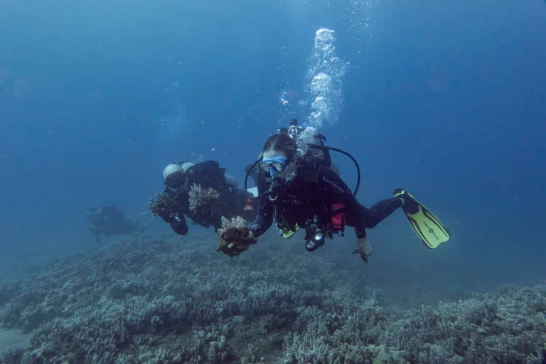 MNMRC and Kuleana Coral Divers recover detached coral for reattachment to the bottom at a Kihei CBCRA