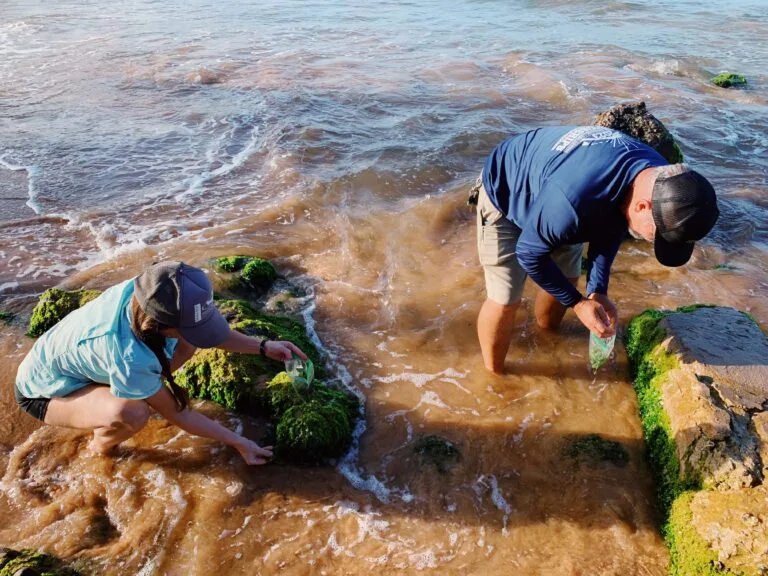 MNMRC staff collect limu - marine algae - for analysis to determine levels of nitrogen enrichment