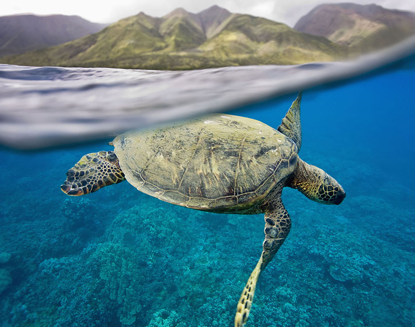 sea-turtle-1