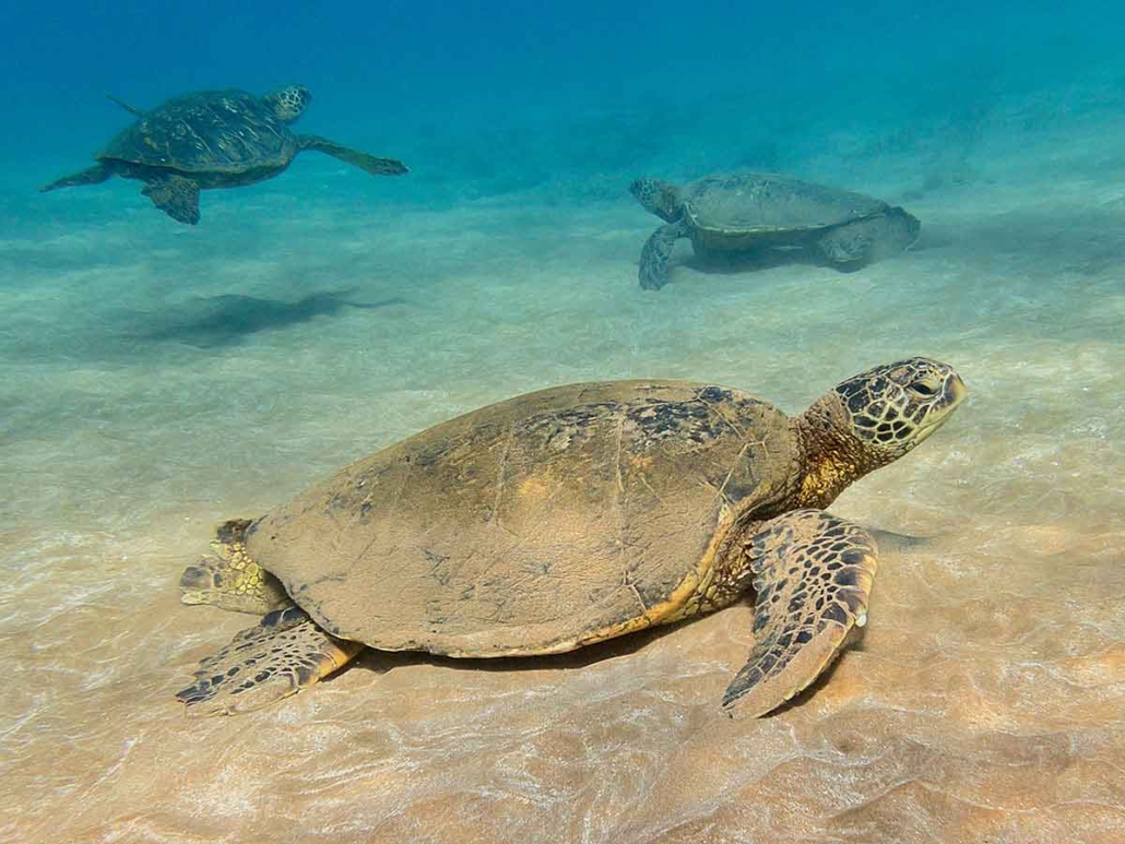 turtles
