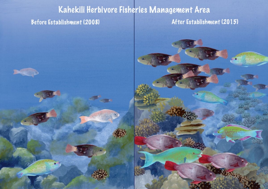 Changes in herbivorous fish biomass and abundance in Kahekili Herbivore Fisheries Reserve